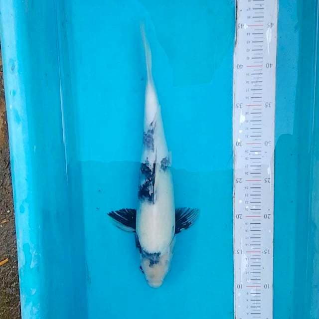 Shiro 36cm