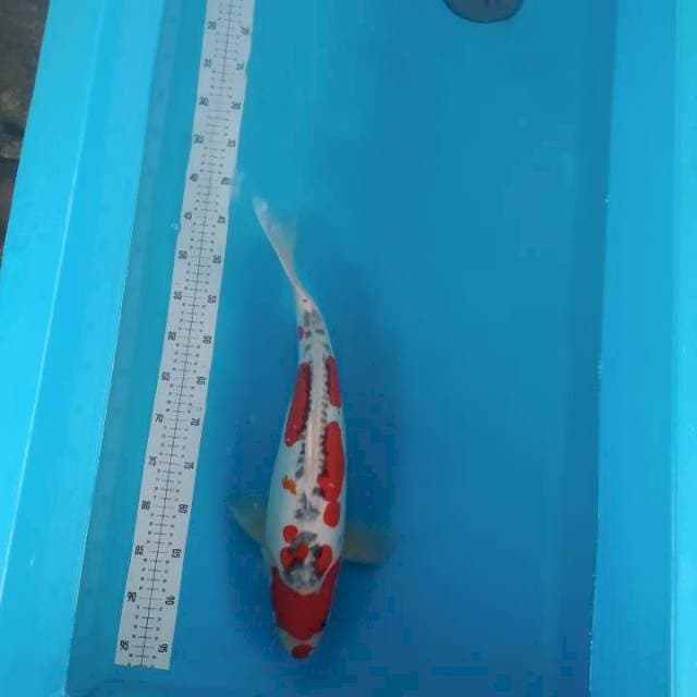 Sanke F1 Indukan Joss 55cm