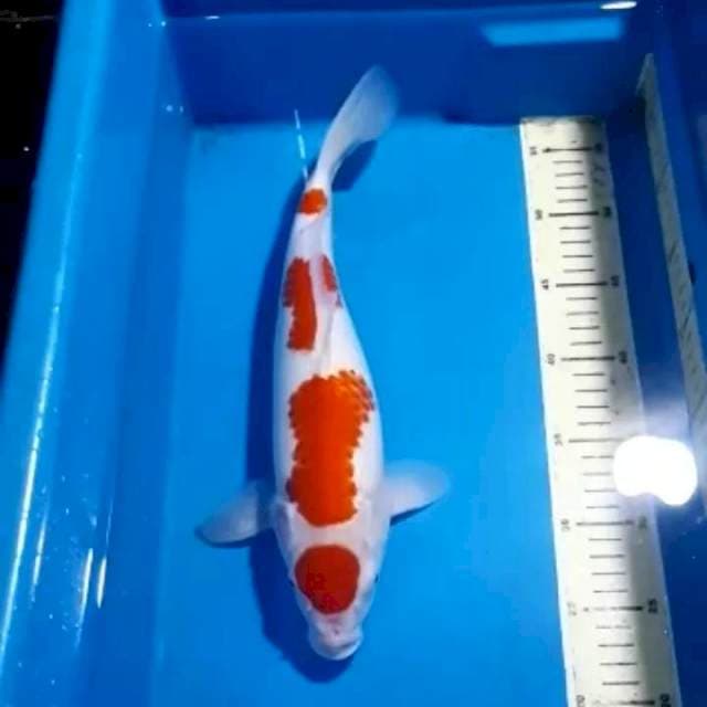KOHAKU 35 CM