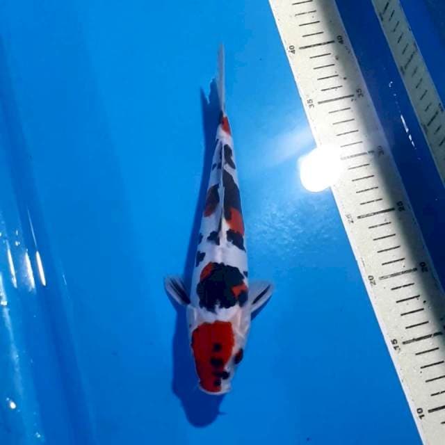 BLACK STRONG SANKE DOITSU 25 CM