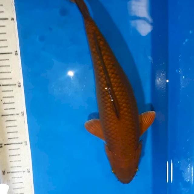 CHAGOI TEMBAGA 35 CM