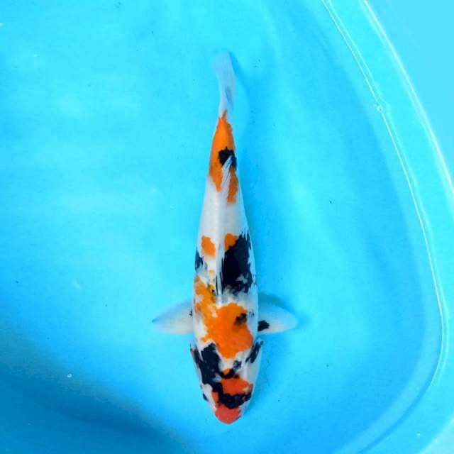 Kindai 48cm