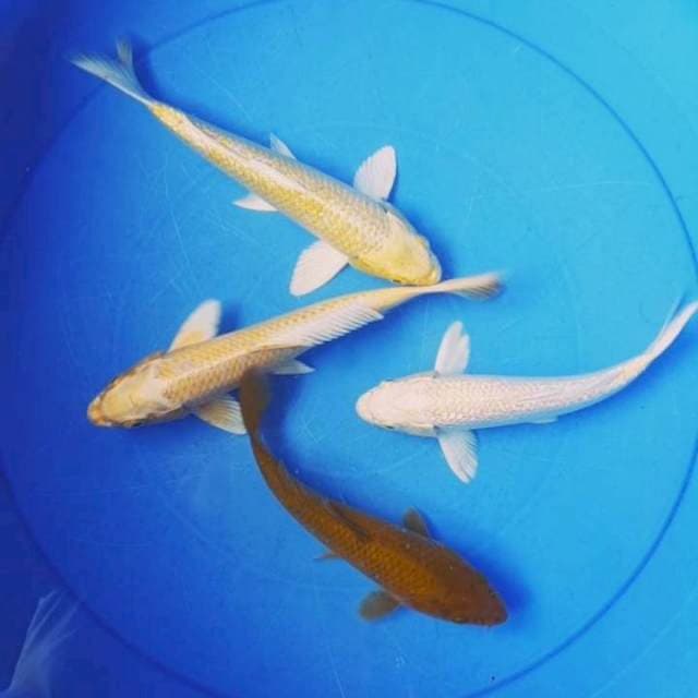 Mix Penjinak