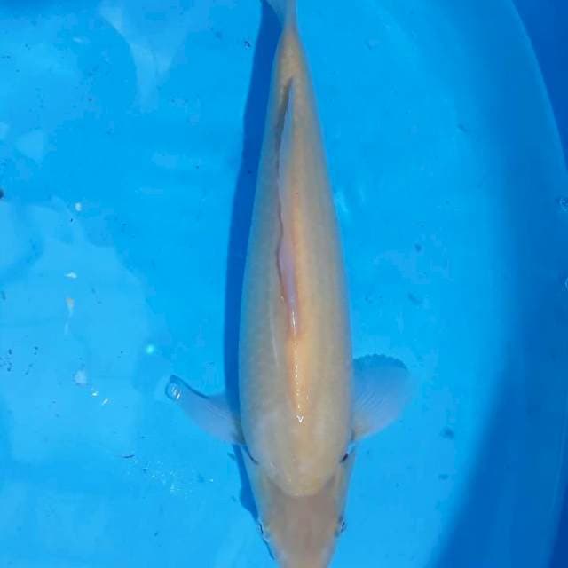 Karasi Marudo, 35cm, Jantan