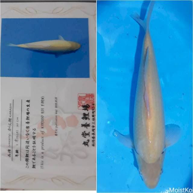 Karasi Marudo, 35cm, Jantan