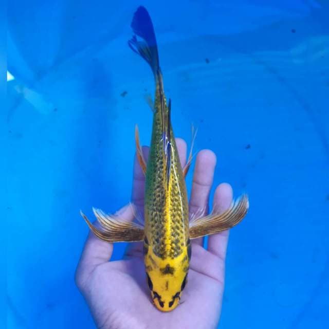 MUKASHI GINRIN