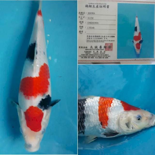 Showa Marusei, 35cm, Jantan, Strong 🐪