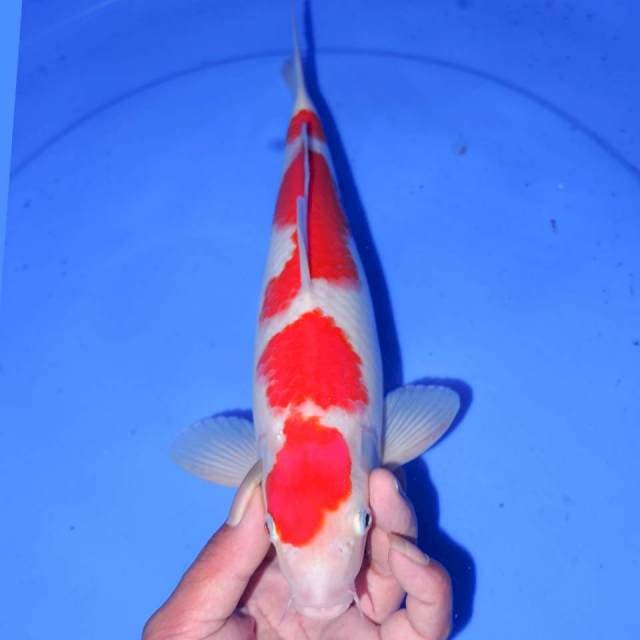 ISTIMEWA KOHAKU