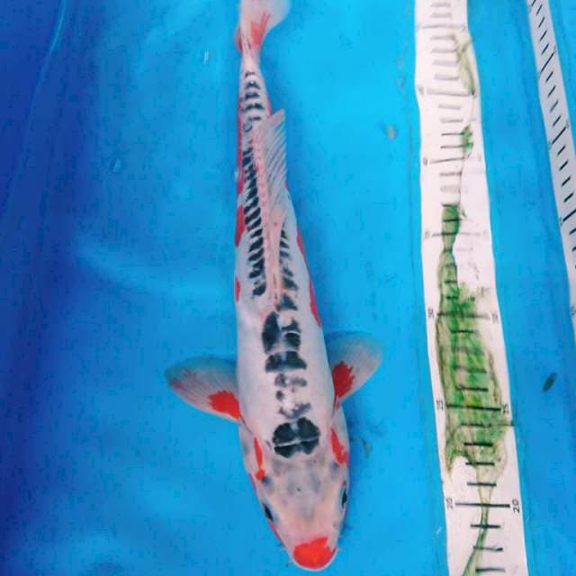ShUSUI 35 cm