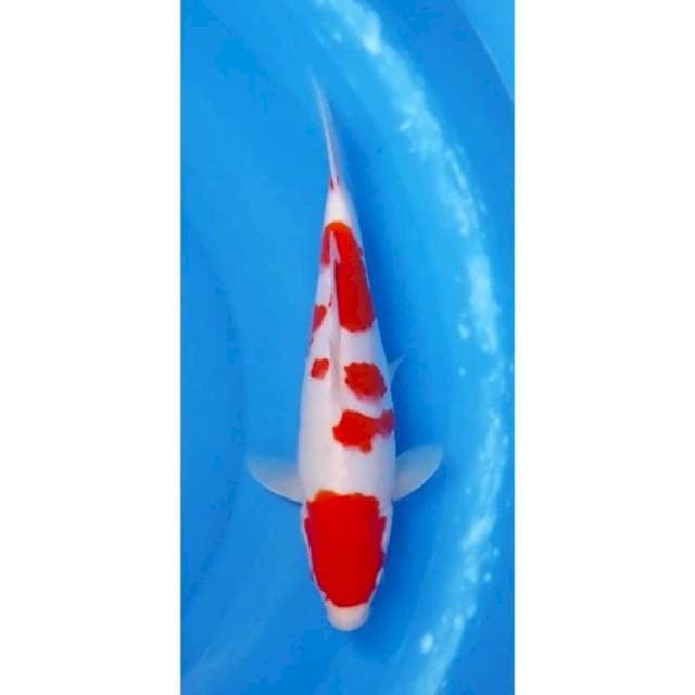 SQ Kohaku 31cm (F)