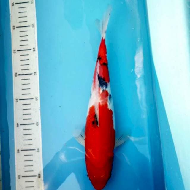 Sanke, 33cm female