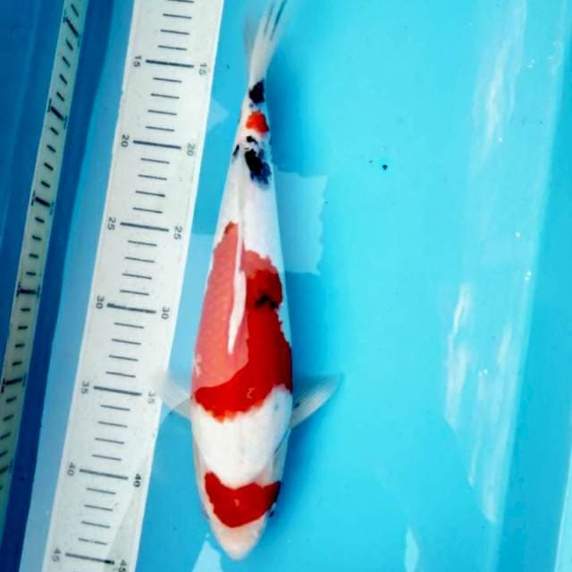 Maruten Sanke, 32cm female