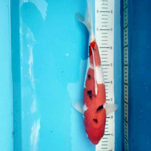 Sanke, 37cm female