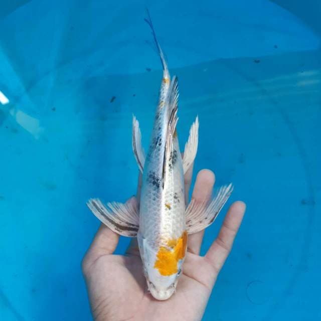 YAMATO KUMPAI