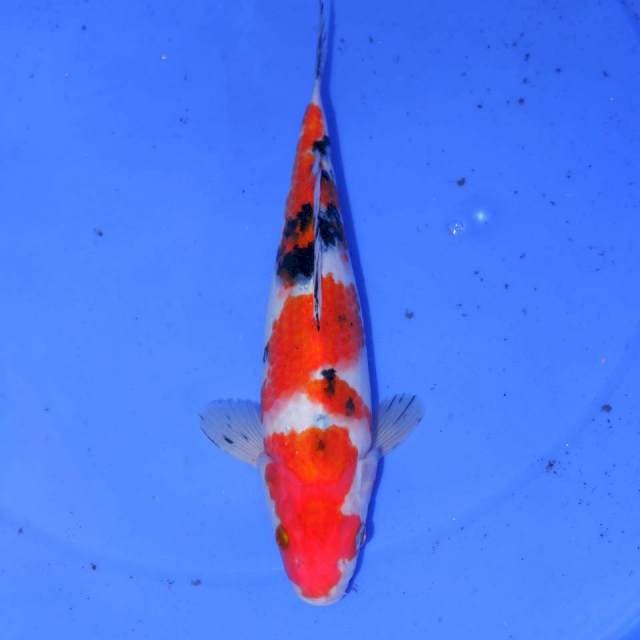 SANKE 27cm
