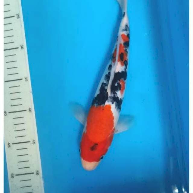 Phantom sanke, 30cm