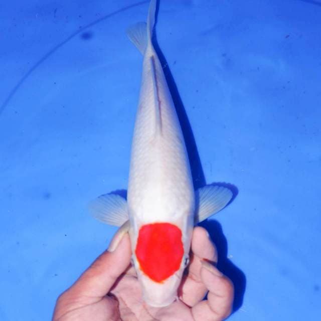 TANCHO KOHAKU ORIGINAL