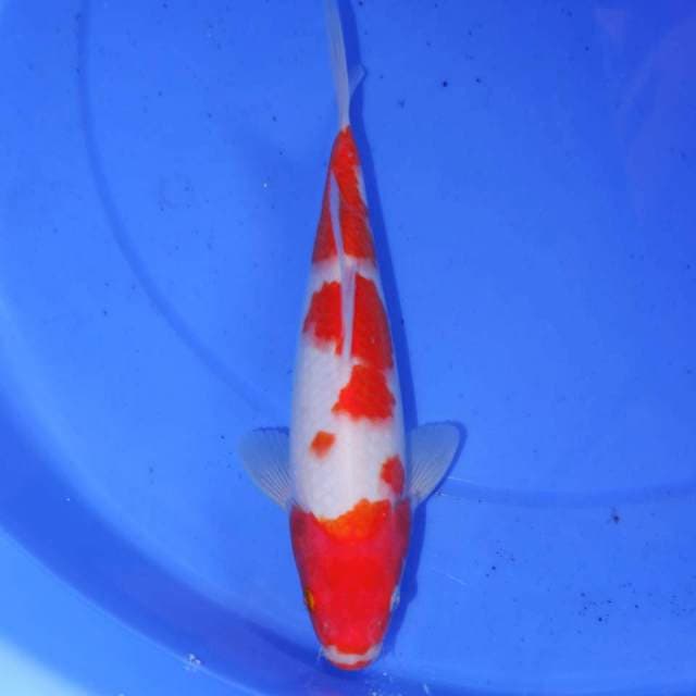 KOHAKU 25cm