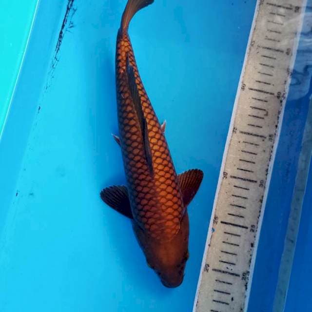 Chagoi tembaga male 32cm