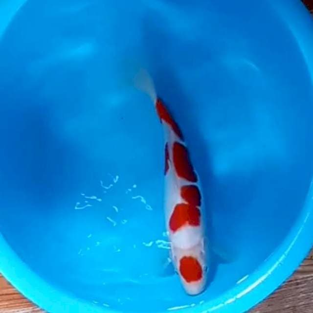Maruten kohaku doitsu