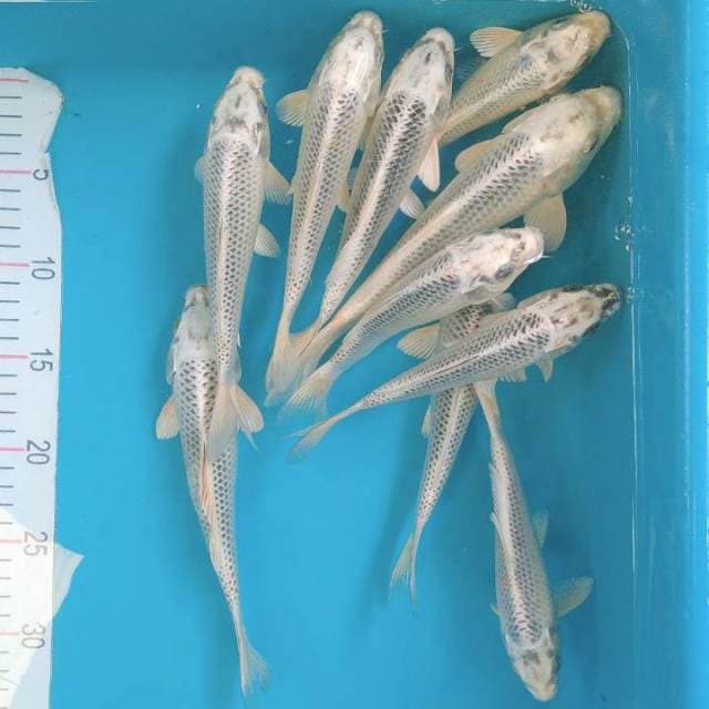 Gin Matsuba 10 ekor 16-24cm