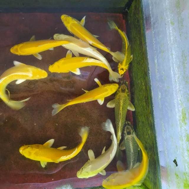 Mix ogon-mukasi. rata2 20cm 12ekor