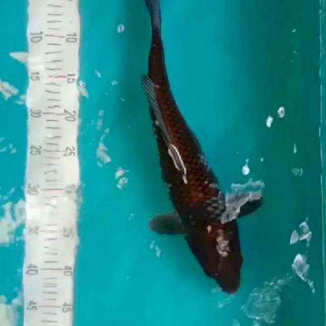 ochiba Jumbo 41cm