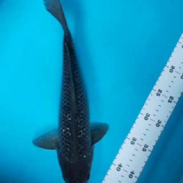 saragoi ginrin 33cm