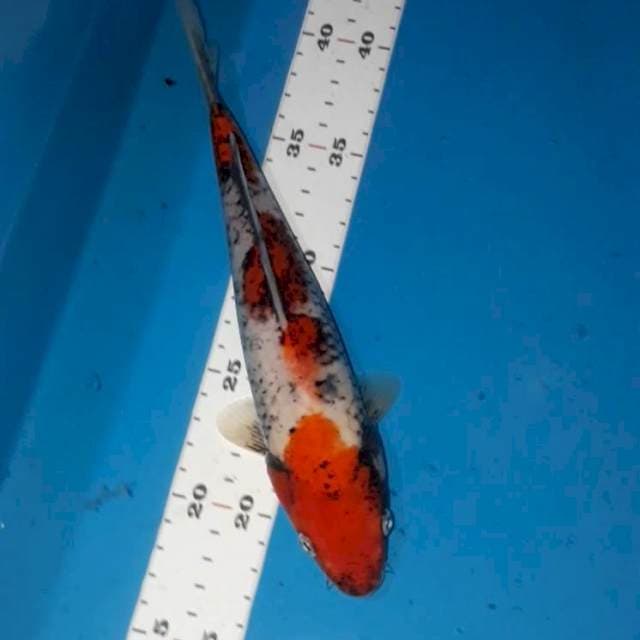 Beni Kawabake 25 cm