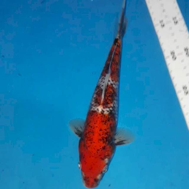 Beni Matsukawabake 27 cm