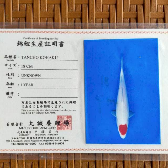 Tancho kohaku 44cm import / male