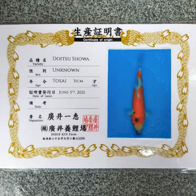 Showa doitsu 31cm / import