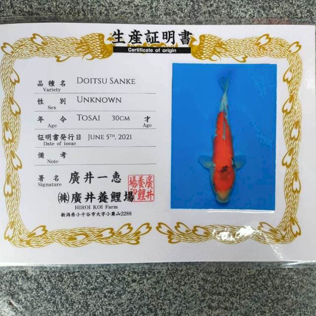 Sanke doitsu 30cm / import
