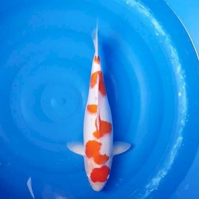Jumbo Kohaku High Quality 47cm (F)