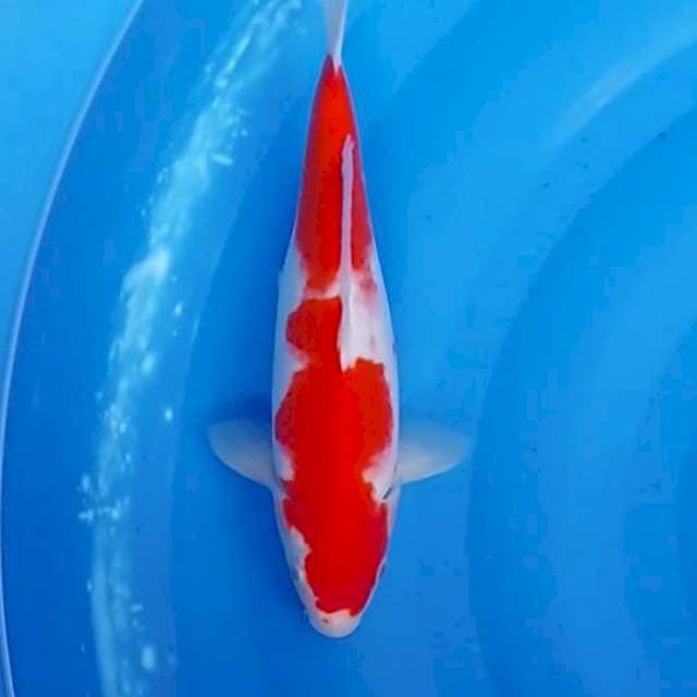 2step Strong Kohaku, Original 27cm (M)