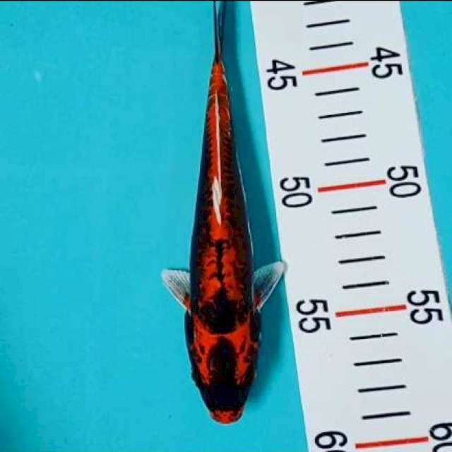 Kabuto 17 cm