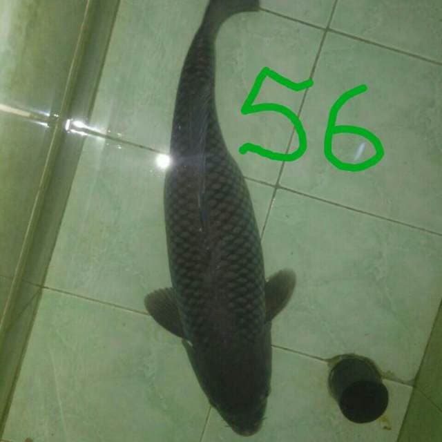 JUMBO56