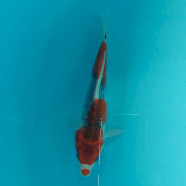 Goshiki Kuchibeni Jaring Rapi 20cm