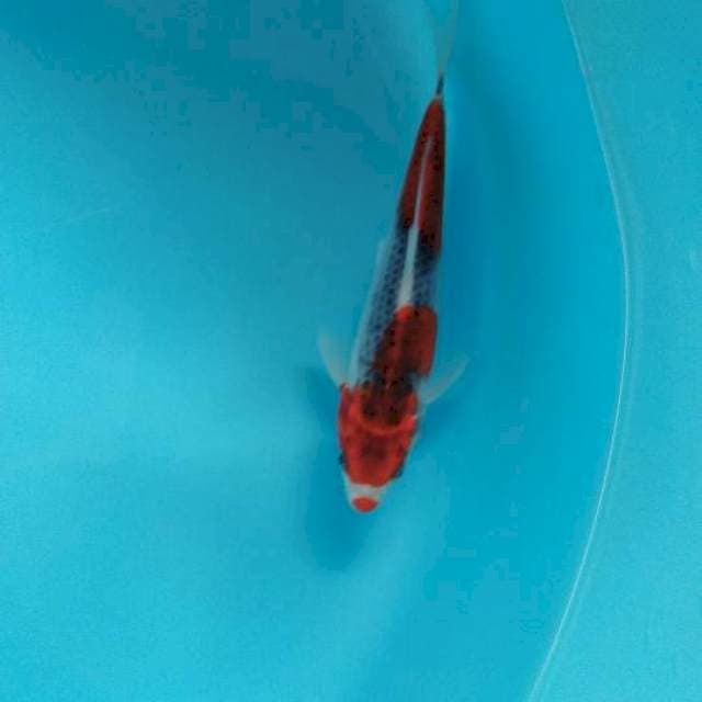 Goshiki Kuchibeni Jaring Rapi 20cm