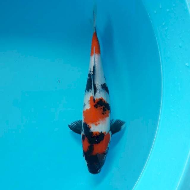 Showa Sansoku Tategoi 29cm