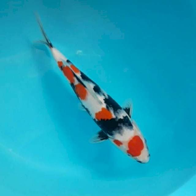 Maruten Kindai Showa Ori 32cm