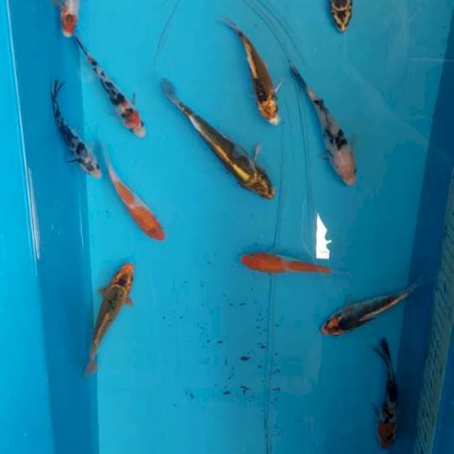 Paket Mix 8-13cm