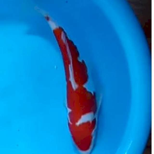 Original kohaku doitsu super red