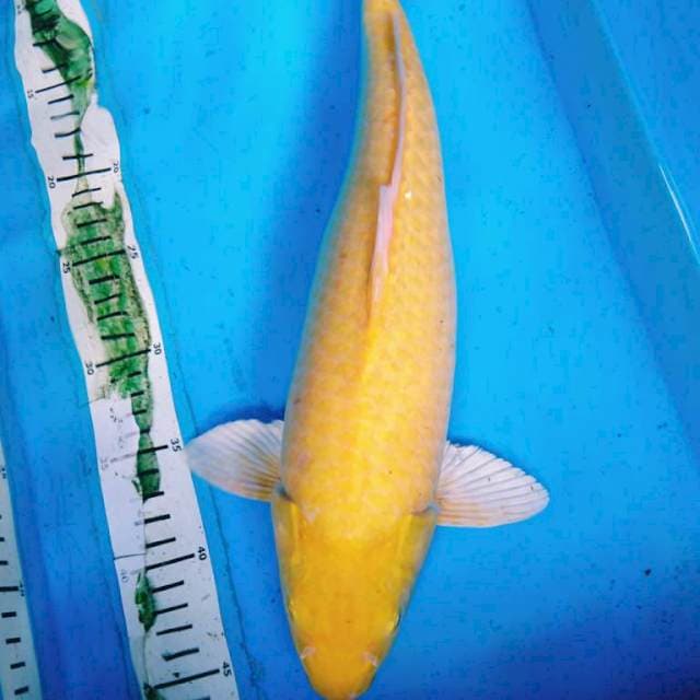 KARASI 41 cm