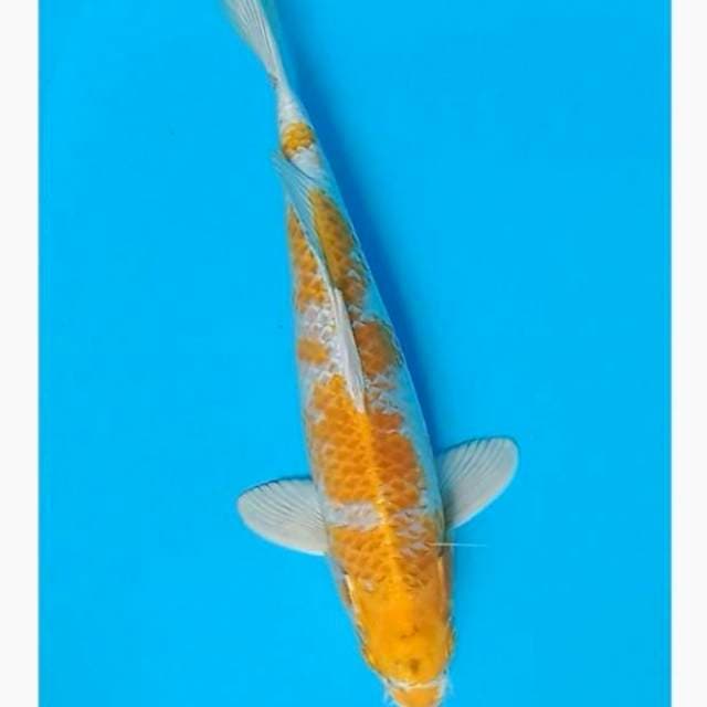 Hariwake