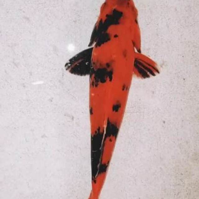 P2