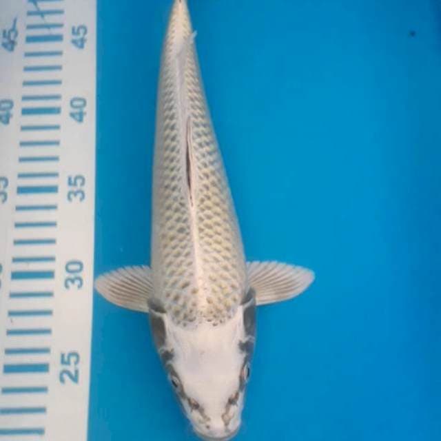 Mukashi 30 cm