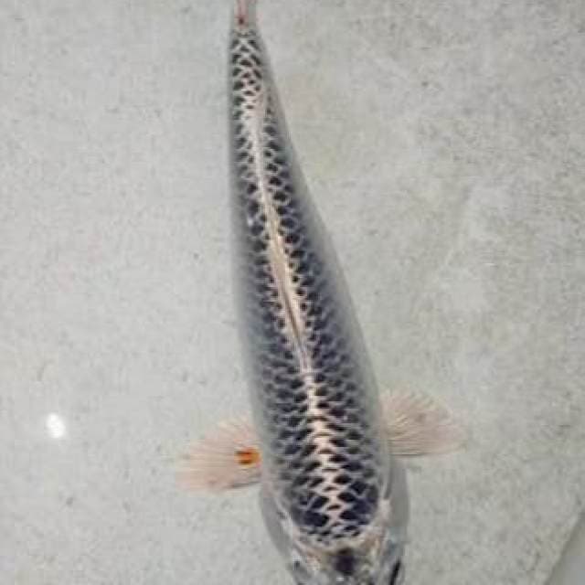 Matshuba