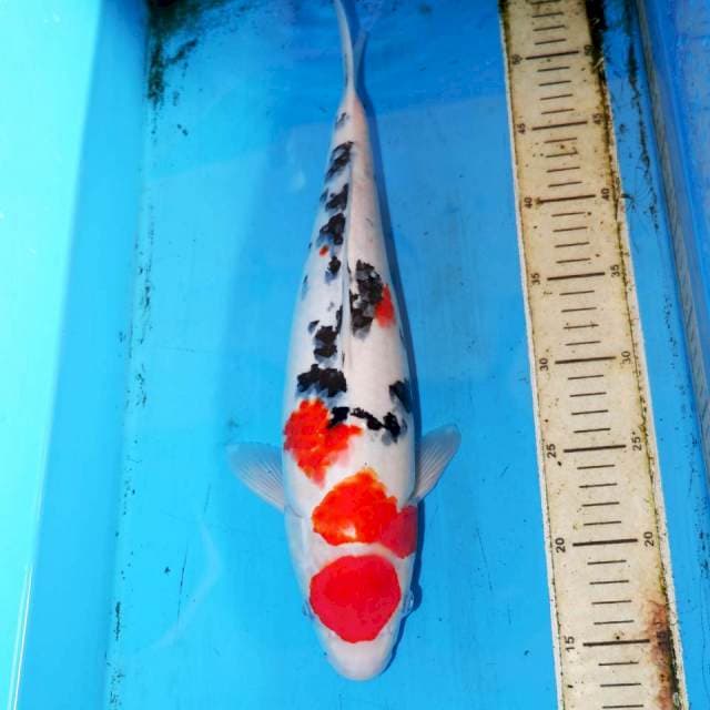 41CM SANKE SAKURA