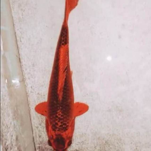 Aka matshuba